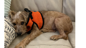 Lost Pet: Gidget (Persephone, shelter name)