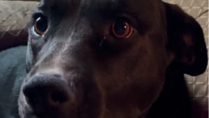 Lost Pet: WAYLON