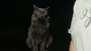 Lost Pet: Salem