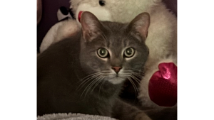 Lost Pet: Oli