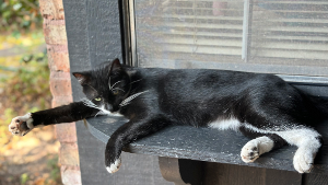Lost Pet: Spencer