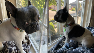 Lost Pet: Winston