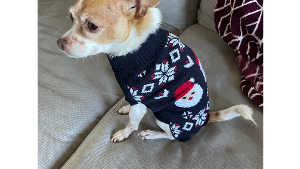 Lost Pet: Pip