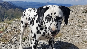 Lost Pet: OZZY