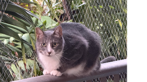Lost Pet: DALLAS