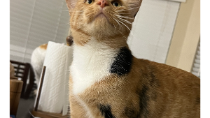 Lost Pet: Willow