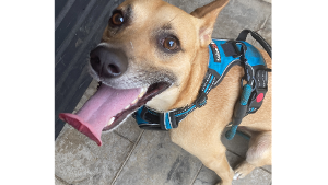 Lost Pet: Rocky Peanut Butter Abayomi