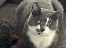 Lost Pet: Jasper