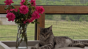 Lost Pet: Blaze