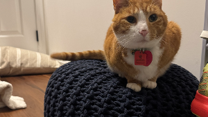 Lost Pet: Louie Smith