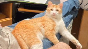 Lost Pet: Spot