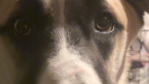 Lost Pet: Bearingtion