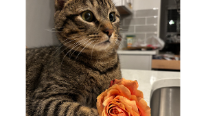 Lost Pet: Panko Luis Miguel