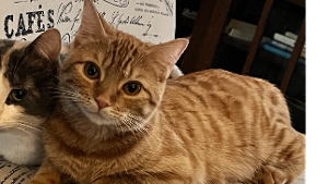 Lost Pet: Garfield
