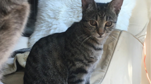 Lost Pet: Angie we call her  ( little girl)