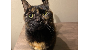 Lost Pet: Little Bear