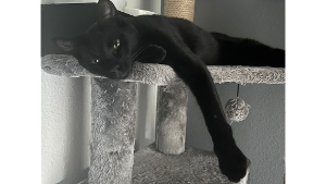 Lost Pet: Binx