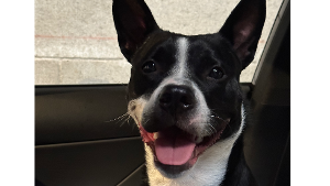 Lost Pet: Oreo/ Fernando