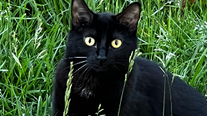 Lost Pet: Salem