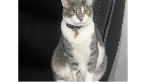 Lost Pet: Puta Kinte