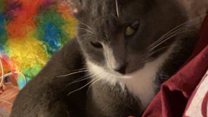 Lost Pet: Labradorite