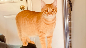 Lost Pet: Ginger