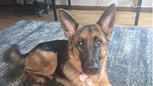 Lost Pet: Dreamer Chase