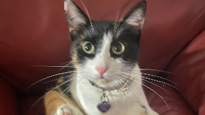 Lost Pet: Pretty Girl