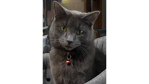 Lost Pet: Kitty Kitty