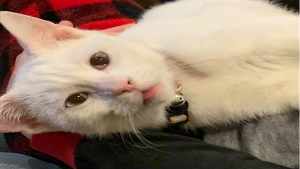 Lost Pet: Pearl LaFargue