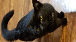 Lost Pet: Bitty Kitty