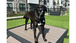 Lost Pet: Lila (LeeLah)