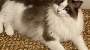 Lost Pet: Henry/George