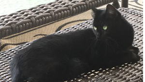Lost Pet: Jinxy