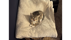 Lost Pet: Cally Lilly