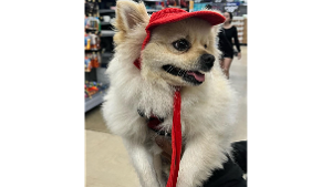 Lost Pet: Rocco Vélez