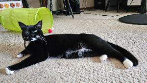 Lost Pet: Mr.  Whiskers