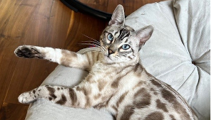 Lost Pet: Snow Bengal