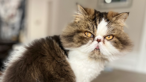 Lost Pet: Sofia Schell