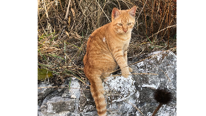 Lost Pet: Luke (Anna Stoysich-owner)