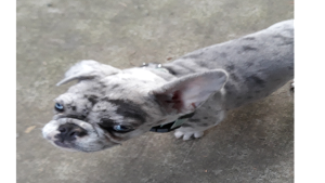 Lost Pet: Ziva David