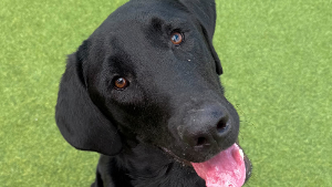 Lost Pet: Amos Moses