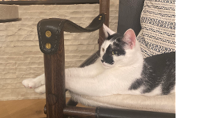 Lost Pet: Oreo Boyer