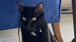 Lost Pet: Missy / old name Regan