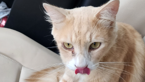 Lost Pet: Fisticuffs