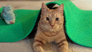 Lost Pet: Lionel Richie