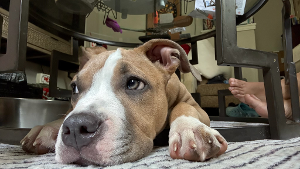 Lost Pet: Rosemary Vicky