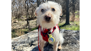 Lost Pet: Boo (stolen) 2108109907