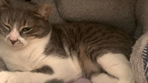 Lost Pet: Captain Barnacles