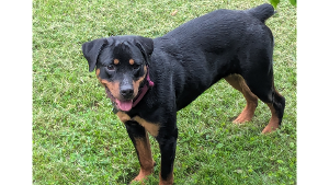 Lost Pet: Jasmine/Roxie